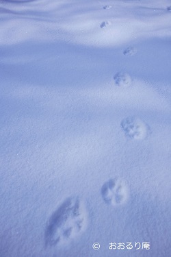 動物の雪足跡
