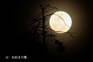 夜空の月